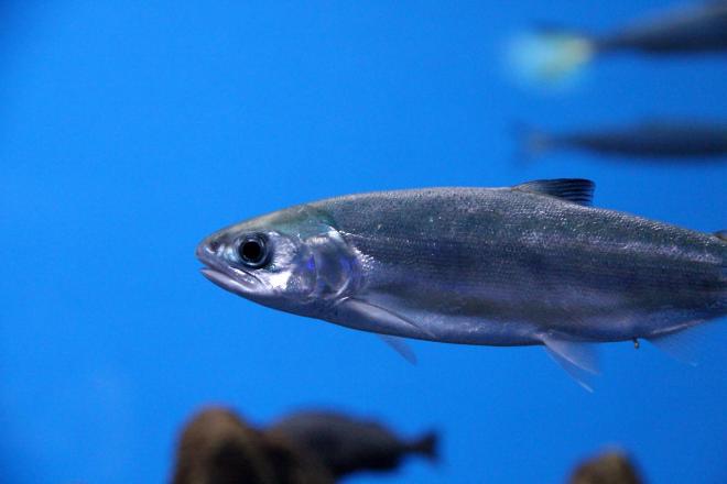 Fisheries science: MASSMO1, SW UK